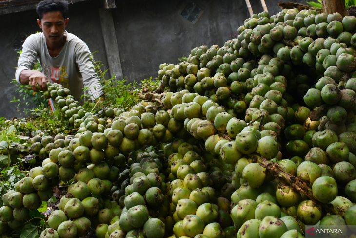 Harga Kolang Kaling Naik Saat Ramadhan