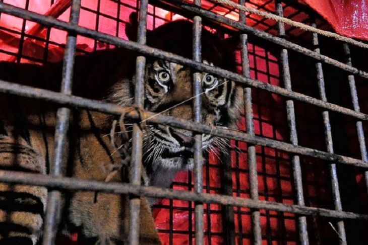 Penyelamatan harimau Sumatera di Jambi