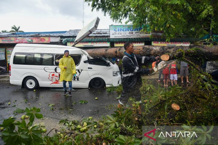 Petugas evakuasi mobil tertimpa pohon tumbang di Medan