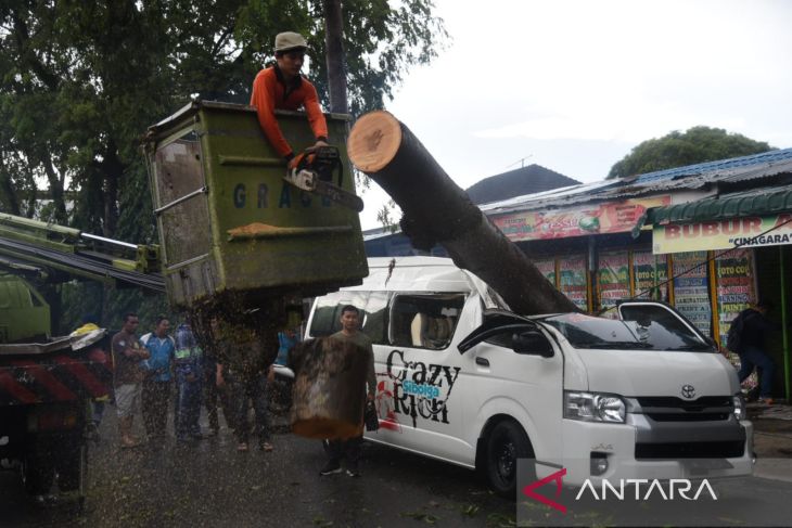 Petugas evakuasi mobil tertimpa pohon tumbang di Medan