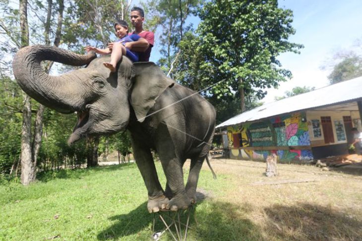Wisata Konservasi Gajah Sumatera