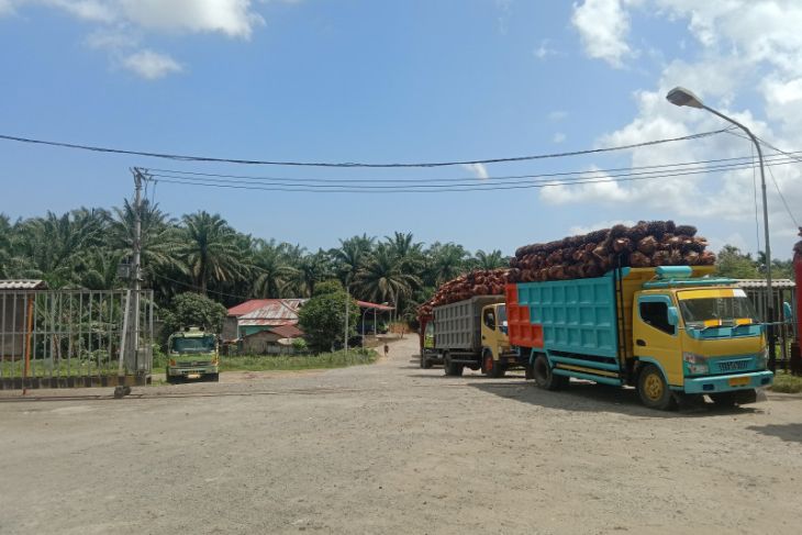 Distan Mukomuko: Lima pabrik beli sawit petani dengan harga tinggi