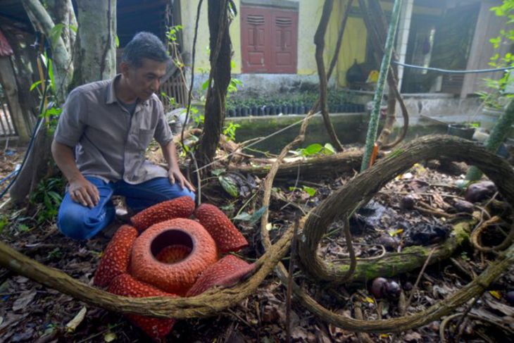 Budidaya Bunga Rafflesia
