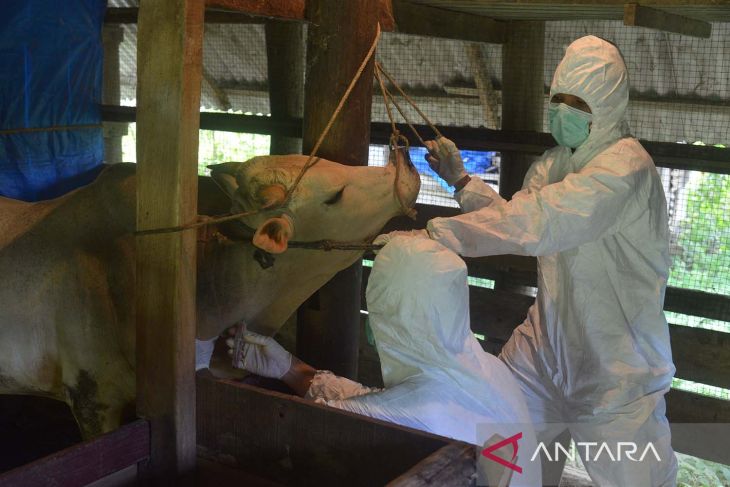 Pengambilan sampel sapi terindikasi penyakit mulut dan kuku di Aceh Besar