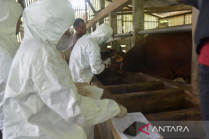 Pengambilan sampel sapi terindikasi penyakit mulut dan kuku di Aceh Besar