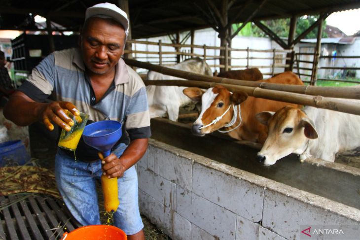 Pemberian jamu tradisional untuk mengantisipasi wabah PMK