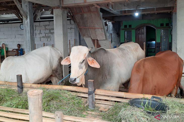 Tangerang forms task force for foot-and-mouth disease in livestock