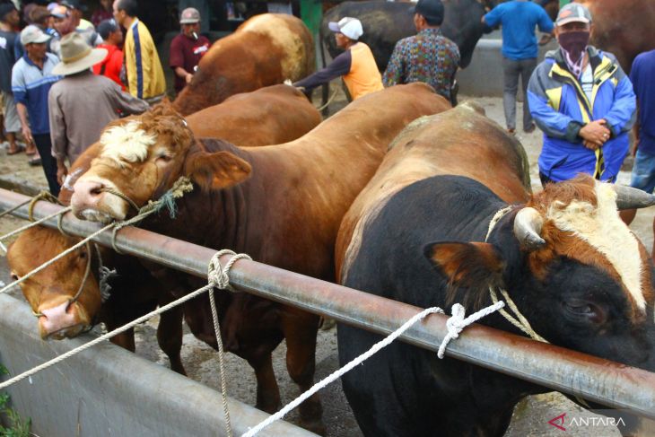 Harga sapi mengalami kenaikan