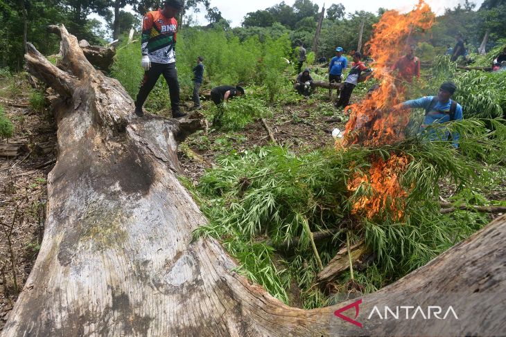 Pemusnahan tanaman ganja di Gunung Seulawah