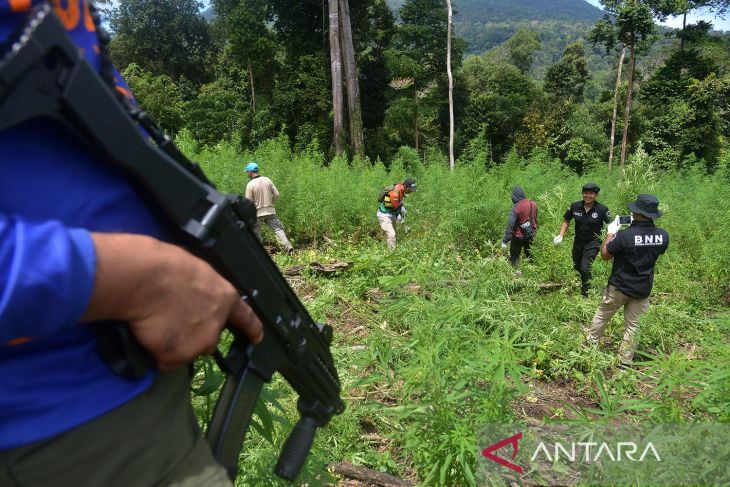 Pemusnahan tanaman ganja di Gunung Seulawah