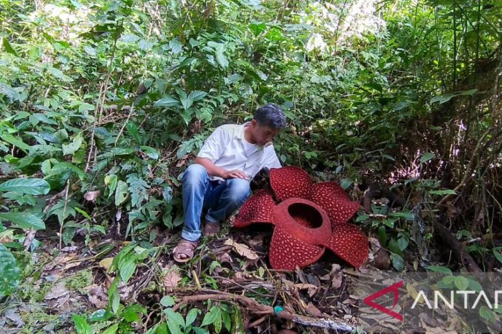 Bunga Rafflesia mekar sempurna di Kabupaten Agam
