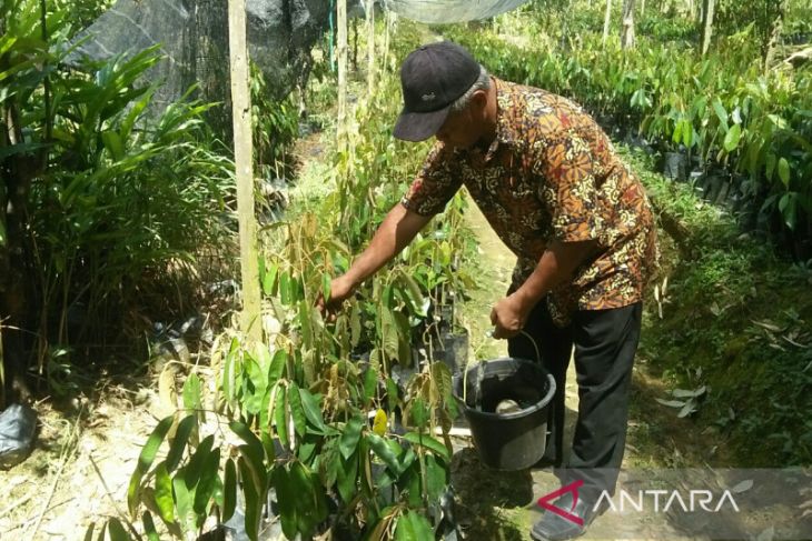 PPL di Kabupaten Kukar okulasi durian 30.000 bibit per tahun