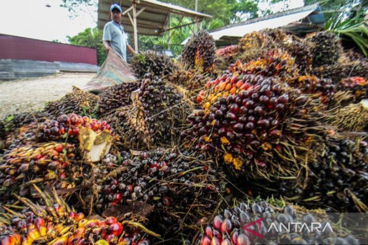 Petani menjerit, harga sawit di Aceh Utara anjlok