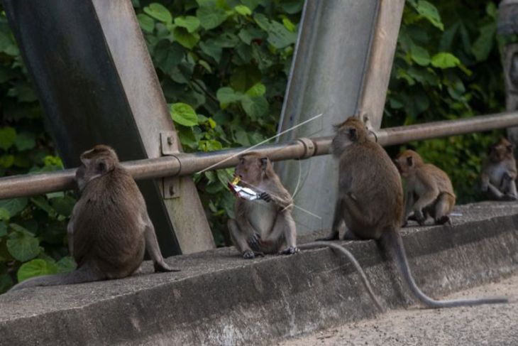 Perubahan perilaku pada monyet ekor panjang di Pulo Manuk