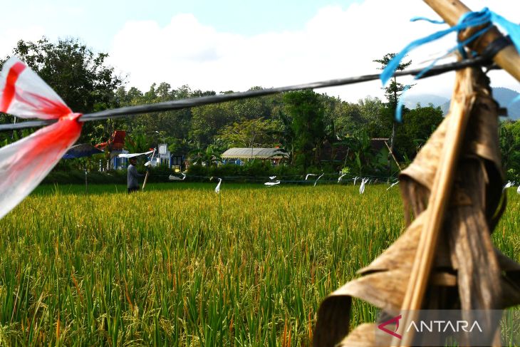 Hama Burung Pipit di Ponorogo