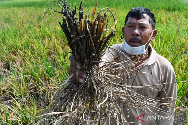 Serangan Hama Wereng di Madiun