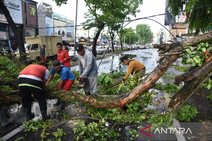 Petugas bersihkan pohon tumbang