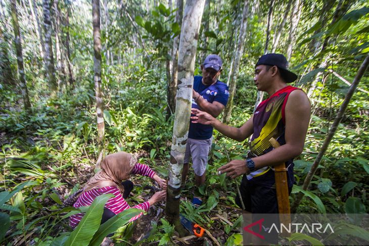 Kayu Manis Produk Unggulan Geopark Meratus