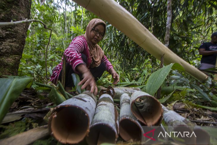 Kayu Manis Produk Unggulan Geopark Meratus