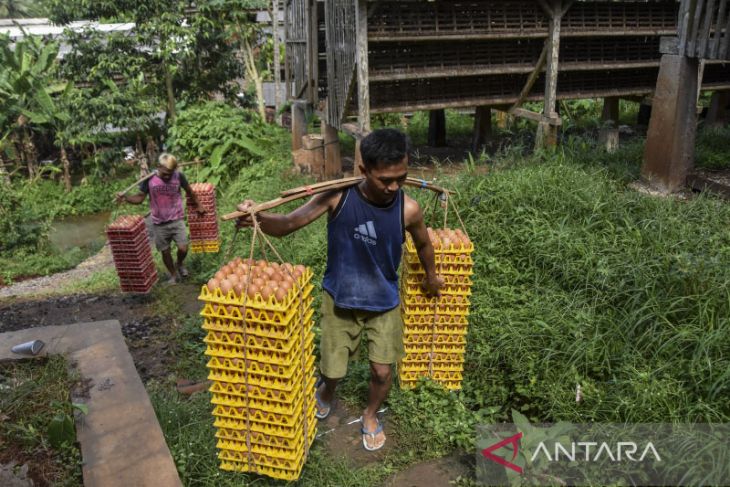 Harga pakan ayam naik