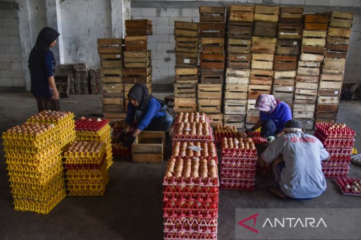 Harga pakan ayam naik