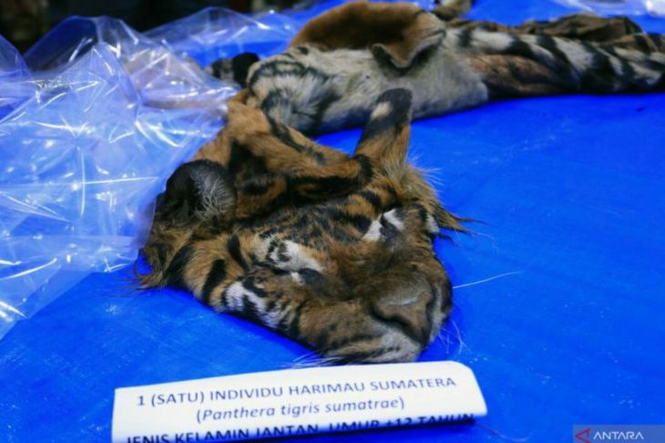 Kasus perdagangan kulit harimau