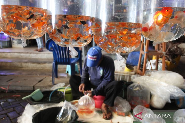 Sentra Penjualan Ikan Hias di Surabaya