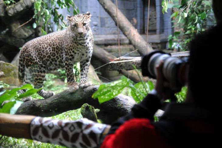 Lomba hunting foto satwa di TSI Bogor