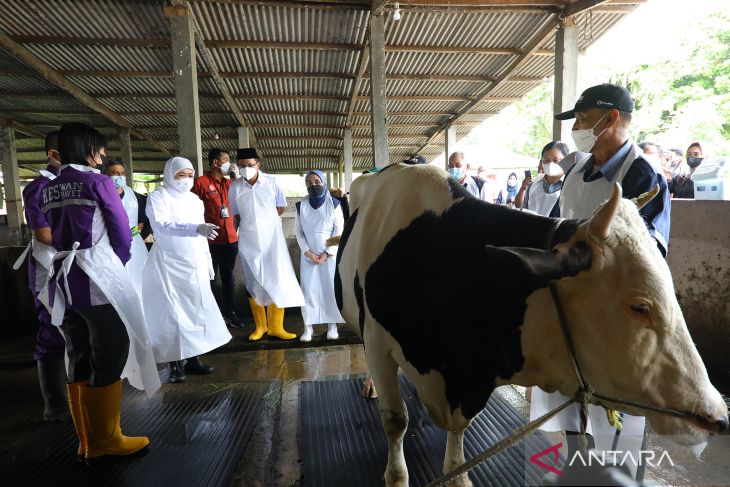 Gubernur Jawa Timur Tinjau Vaksinasi PMK