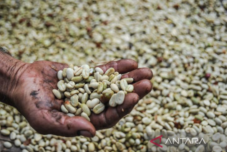 Panen kopi Gunung Manglayang