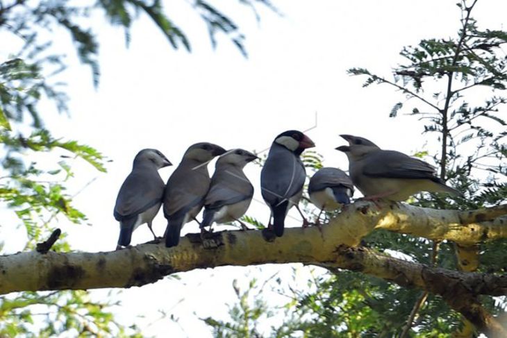 Burung Gelatik Yang Terancam Punah