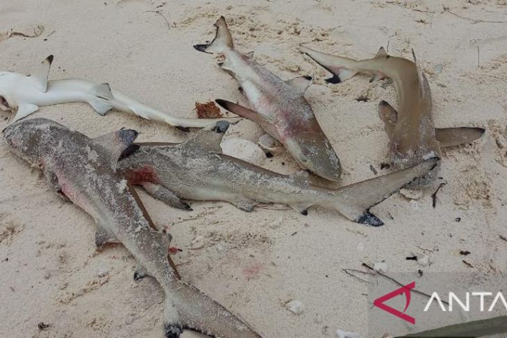 Penyelam temukan lima anak hiu mati di pesisir Raja Ampat