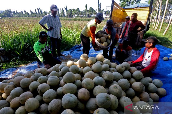 Akibat Curah Hujan TInggi Panen Melon Menurun