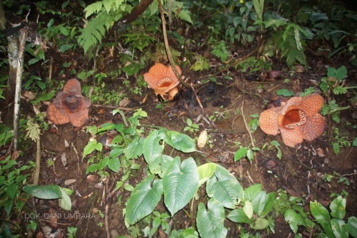 Langka, 6 bunga rafflesia mekar serentak di Bengkulu Utara