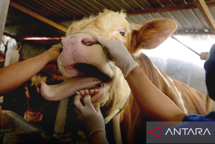 44 ekor sapi di Singkawang terindikasi terinfeksi penyakit mulut dan kuku