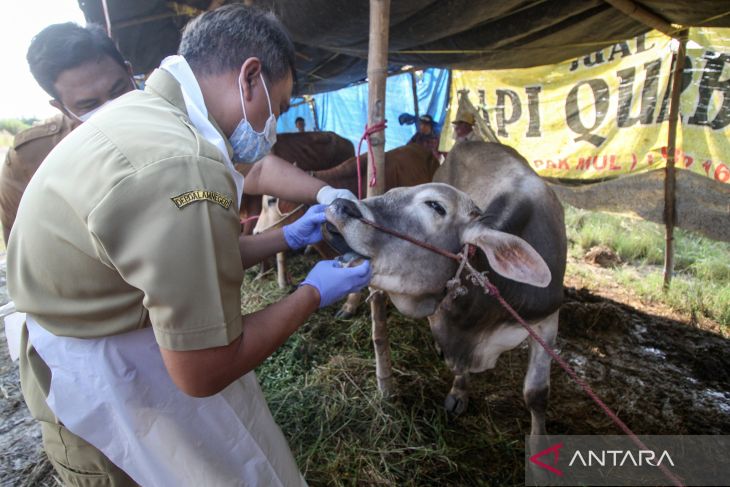 Prosedur penjualan hewan kurban