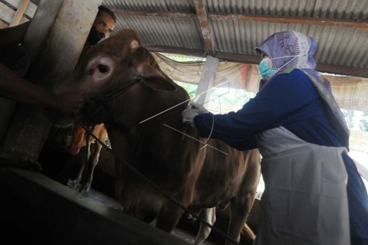 Penyaluran vaksin penyakit mulut dan kuku