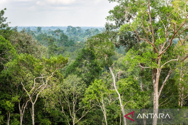 FSC sebut 26 ribu hektare hutan rakyat sudah tersertifikasi