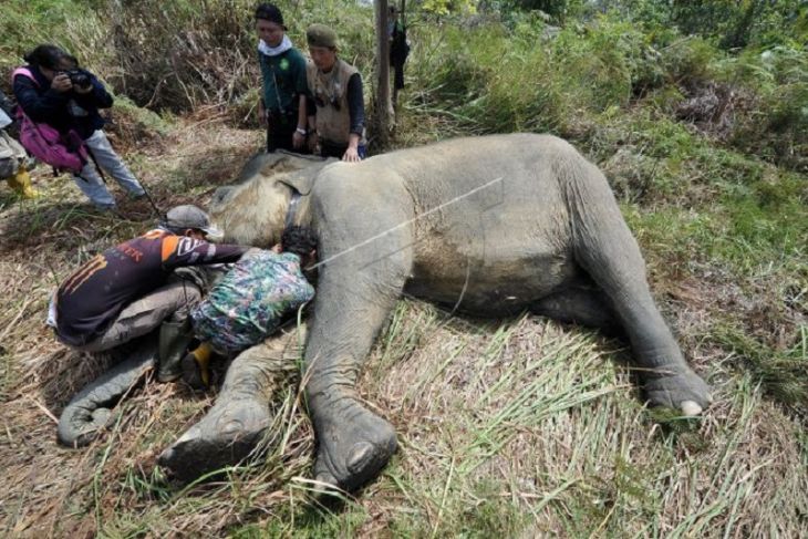 Pemasangan GPS collar gajah Sumatera di Jambi