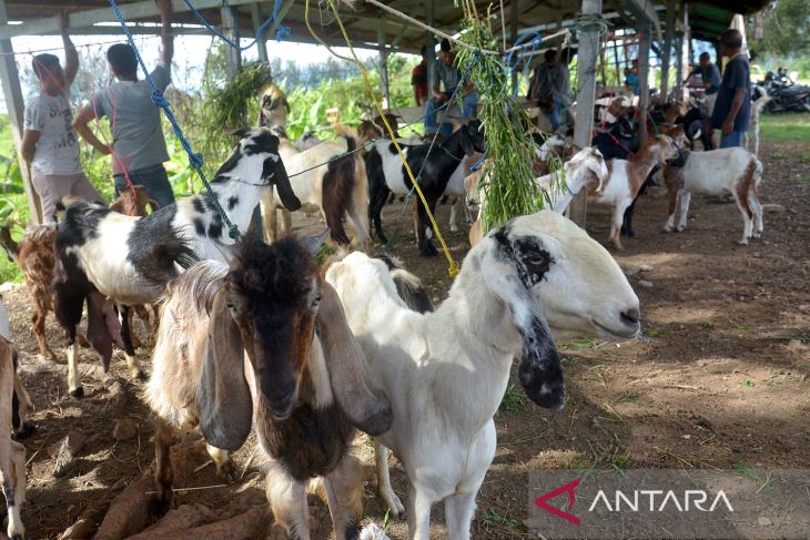 Pasar hewan kembali dibuka di Aceh Besar
