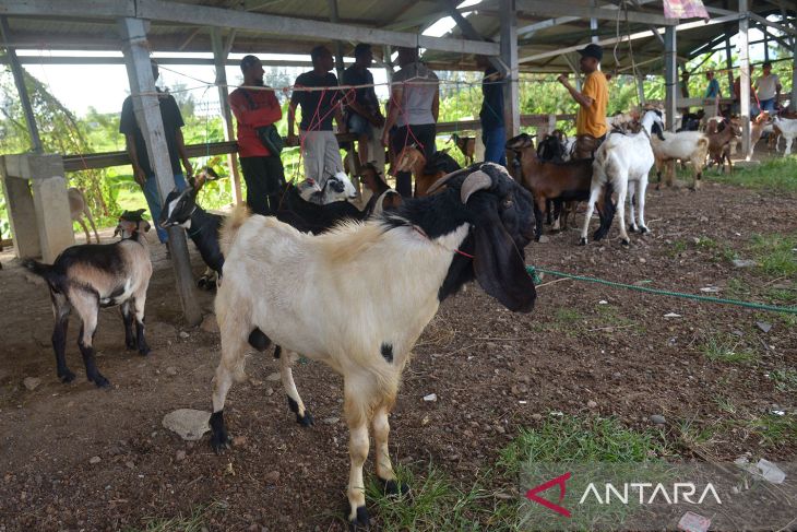 Pasar hewan kembali dibuka di Aceh Besar