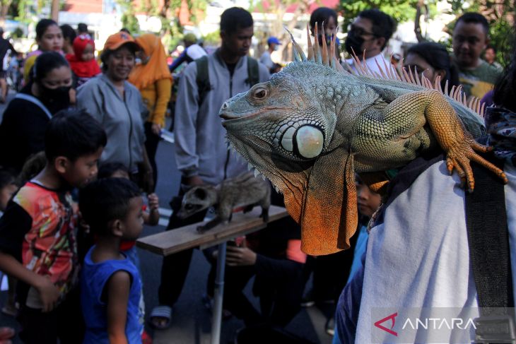 Kenalkan satwa di car free day Surabaya