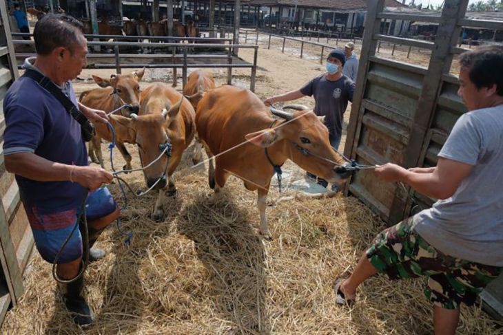 Bali hentikan sementara pengiriman sapi ke luar pulau