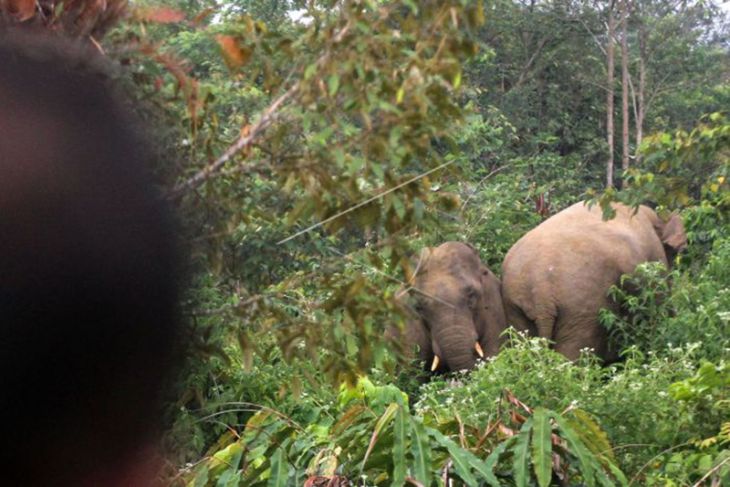 Gajah Liar Masuk Perkebunan Warga