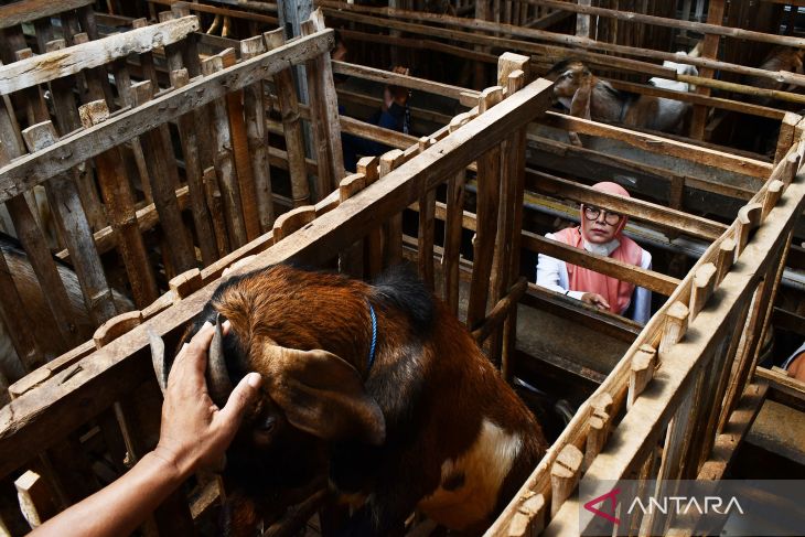 Penjualan Kambing Kurban di Madiun