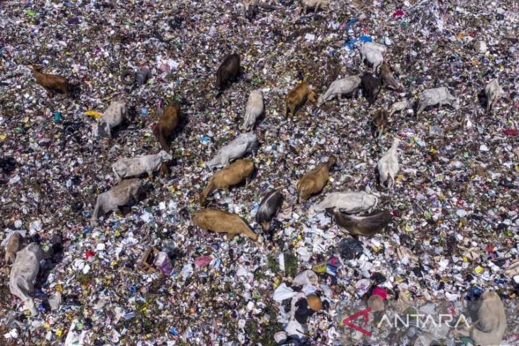 Sapi ternak pemakan sampah di Tasikmalaya 