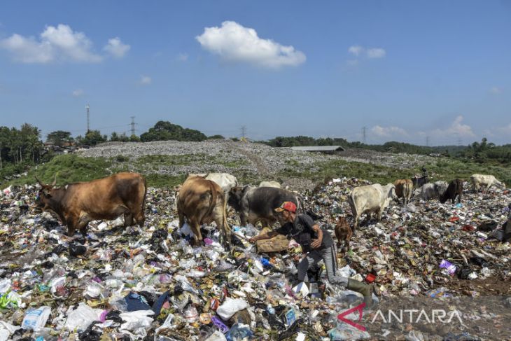 SAPI TERNAK PEMAKAN SAMPAH DI TASIKMALAYA