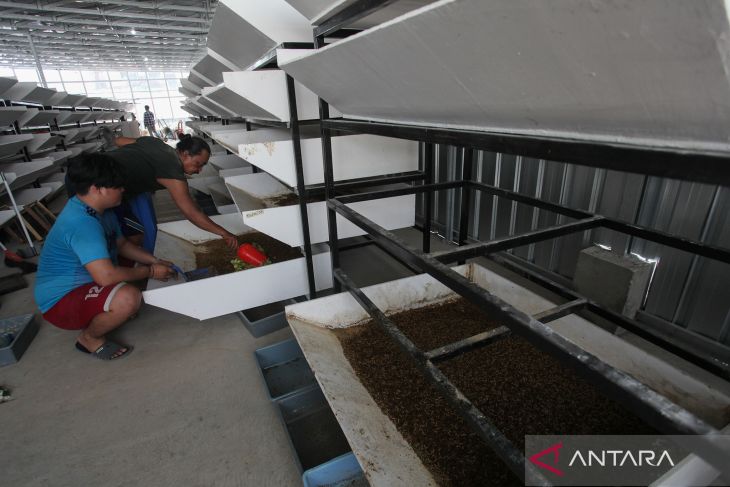 Produksi maggot di rumah padat karya Surabaya