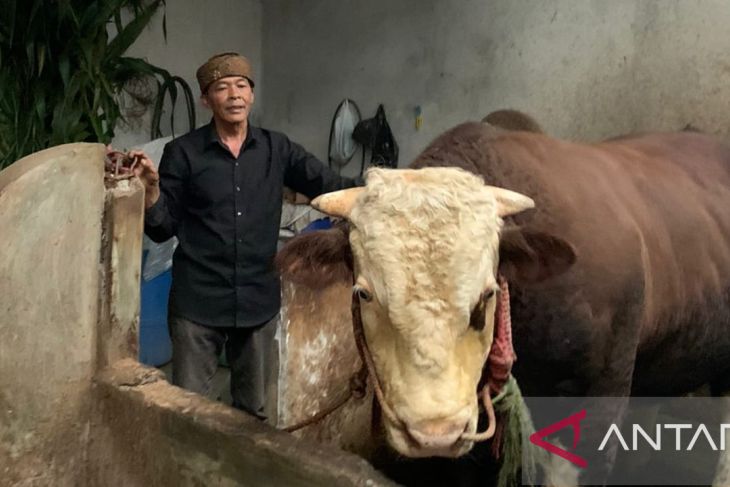 Pak Darman Membeli Seekor Sapi Untuk Berkurban Sapi simmental "Slamet" dipilih Presiden Jokowi untuk hewan kurban - ANTARA News Megapolitan