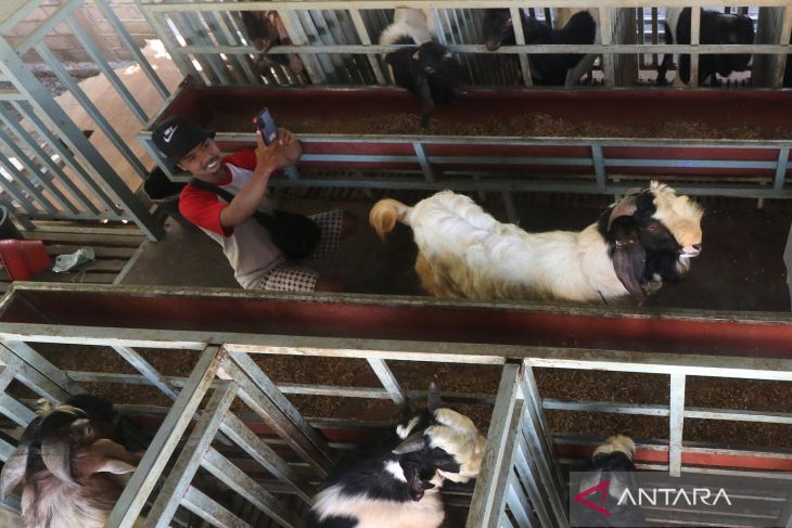 Penjualan kambing secara daring